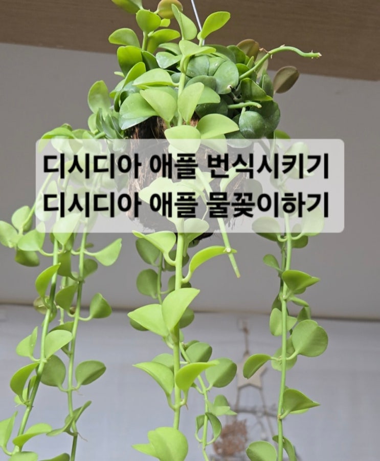  디시디아 애플 번식시키기/디시디아 물꽂이 하는법/부러진 디시디아 애플 살리기