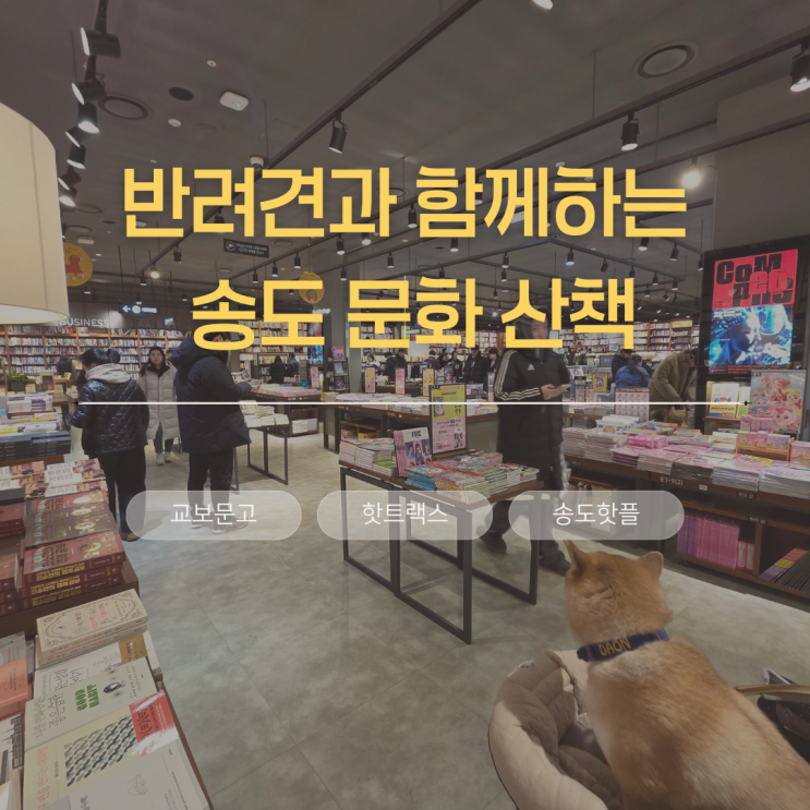  반려견과 함께하는 송도 주말 문화 산책: 교보문고·핫트랙스에서 현대 프리미엄 아울렛까지