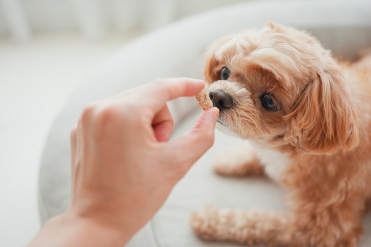  강아지 고양이 비타민 영양제 필요할까?