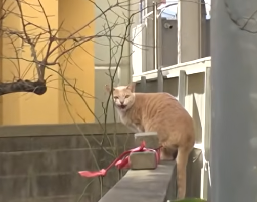  고양이 탐정 비용 의뢰비 절차 가격 총정리 f.동물농장
