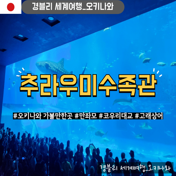  오키나와 가볼만한곳 북부투어 고래상어 '만좌모 코우리대교 추라우미수족관'