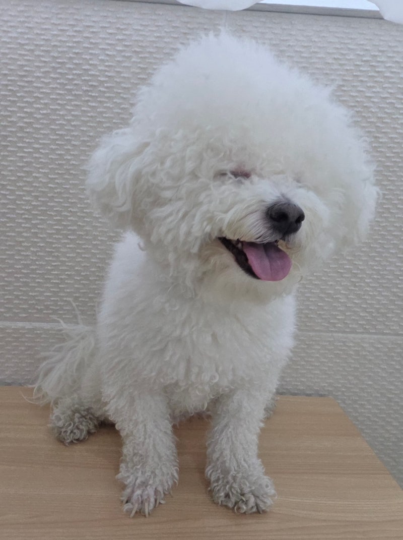 사진 8