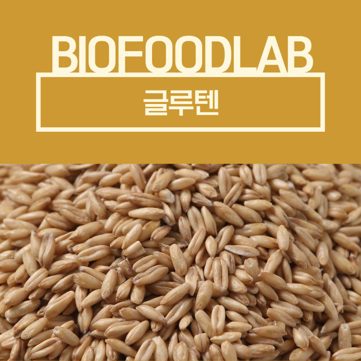 Gluten(글루텐) FDA 동향