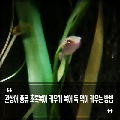 관상어 종류 초록복어 키우기 복어 독 먹이 키우는 방법