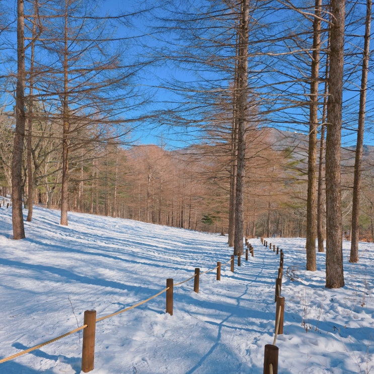  겨울 만항재 산상의 화원 차로 갈 수 있는 가장 높은 곳 강원도 여행 태백시 관광지 가볼만한 곳