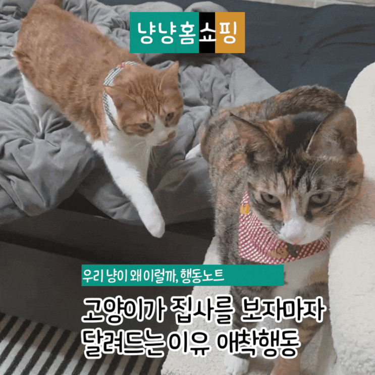  고양이가 집사를 보자마자 달려드는 이유
