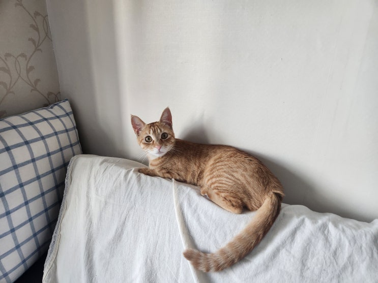  고양이 이사 스트레스 줄이기 및 개구호흡 대처법