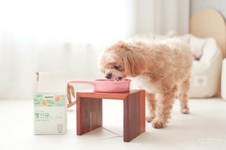  강아지 유산균 추천 설사할때 챙겨요
