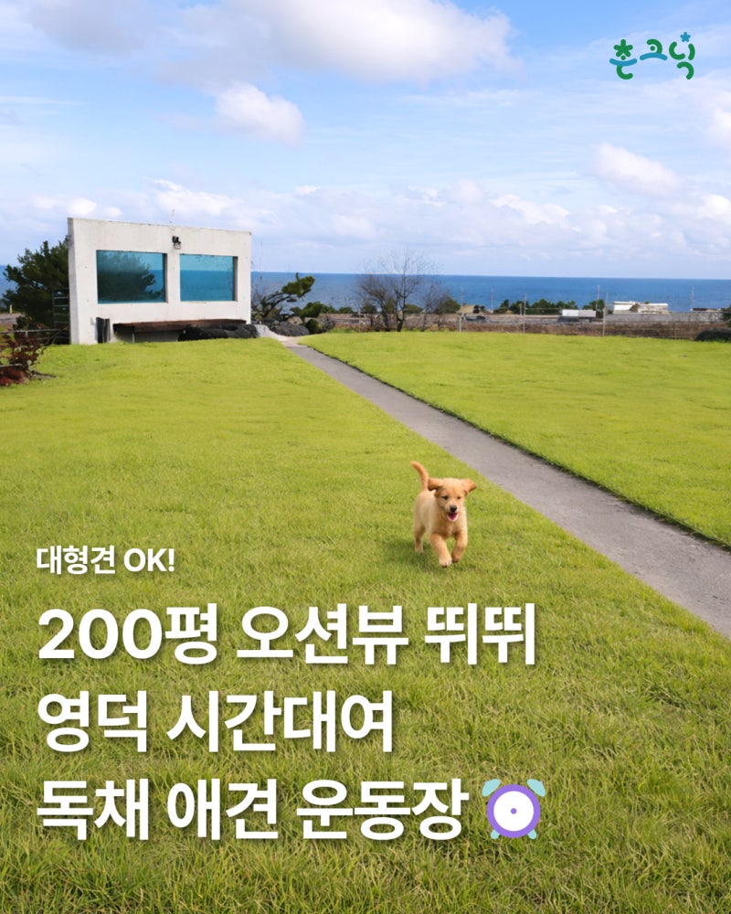 바둑이애견