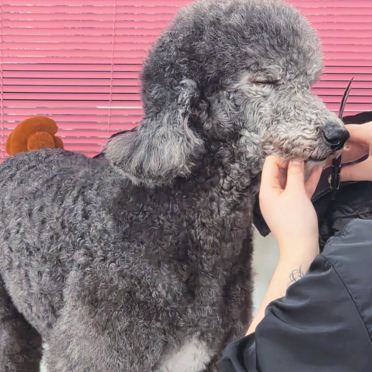  도봉구애견미용학원, AI 시대에도 유망한 직업인 이유