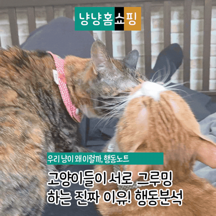  고양이들이 서로 그루밍하는 이유 합사 성공 신호입니다