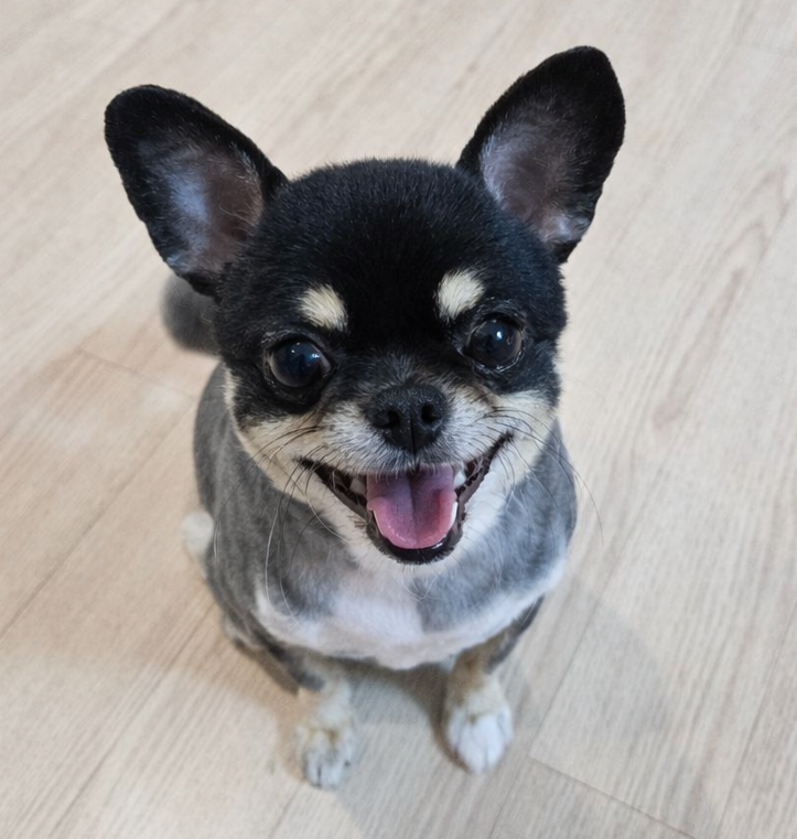  와꾸와의 행복한 하루