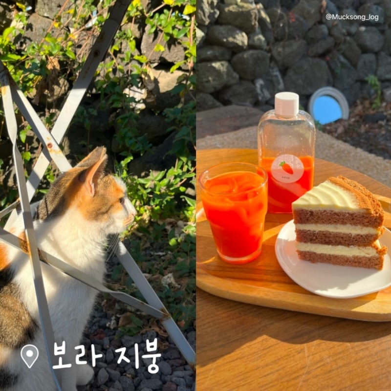 제주 함덕 해수욕장 근처 고양이가 있는 카페 보라지붕 리뷰