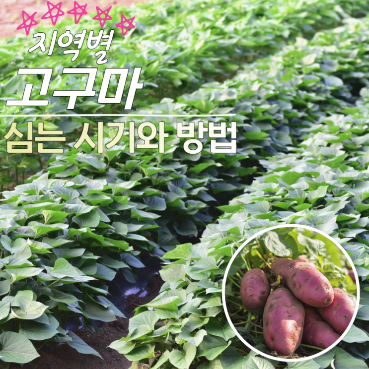  고구마파종시기 심는시기 방법