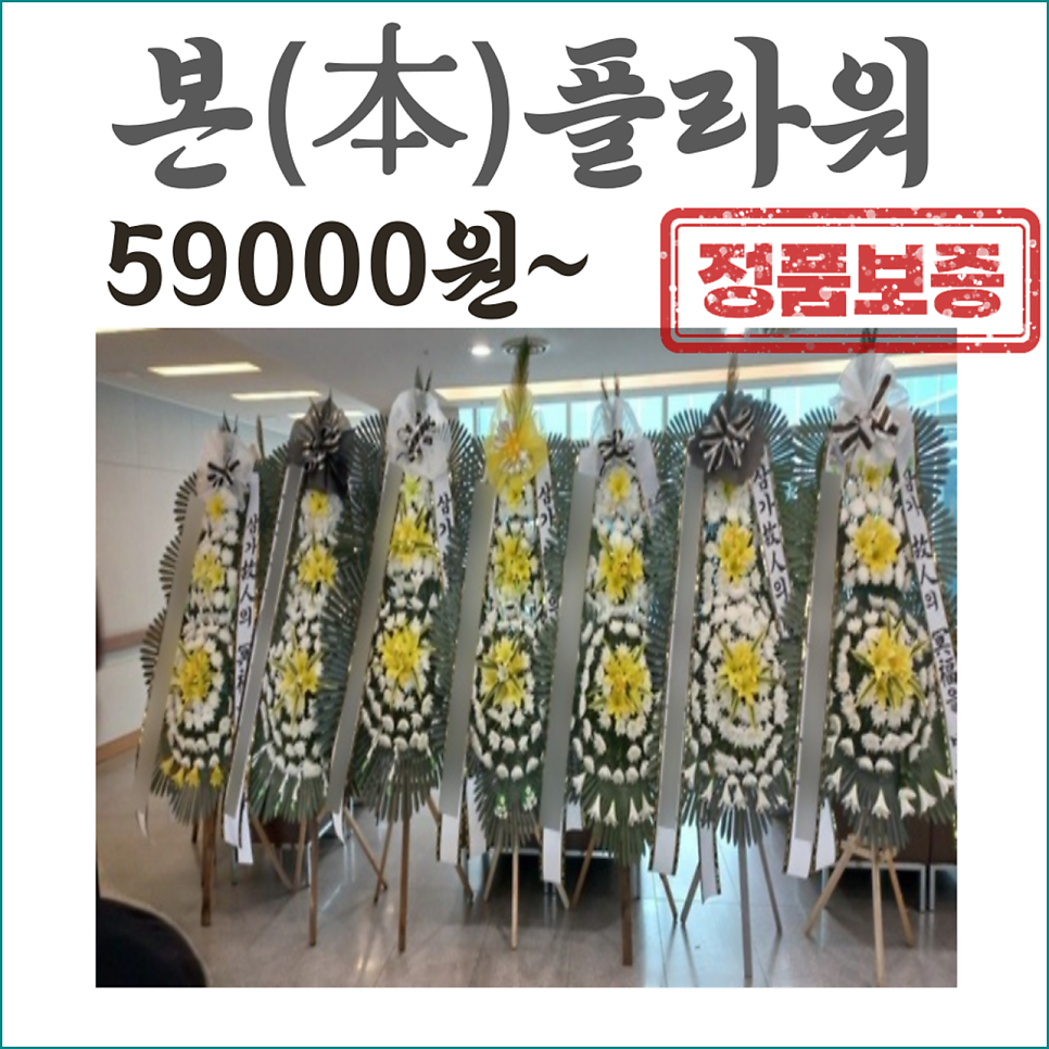 한국효려 사진 1