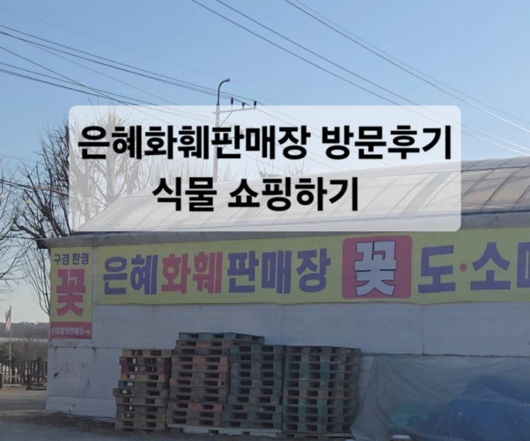  고양 은혜 화훼 판매장 방문/식물 쇼핑했어요/심부름값으로 식물 쇼핑하기