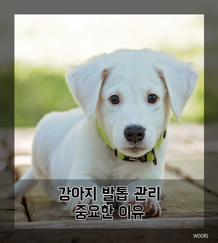  강아지 발톱 관리 중요한 이유