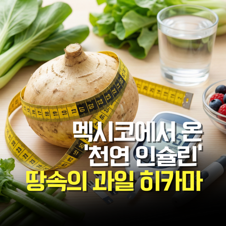  헬스파머에 나온 슈퍼푸드, 아삭한데 살은 쏙? '천연 인슐린' 히카마의 모든 것