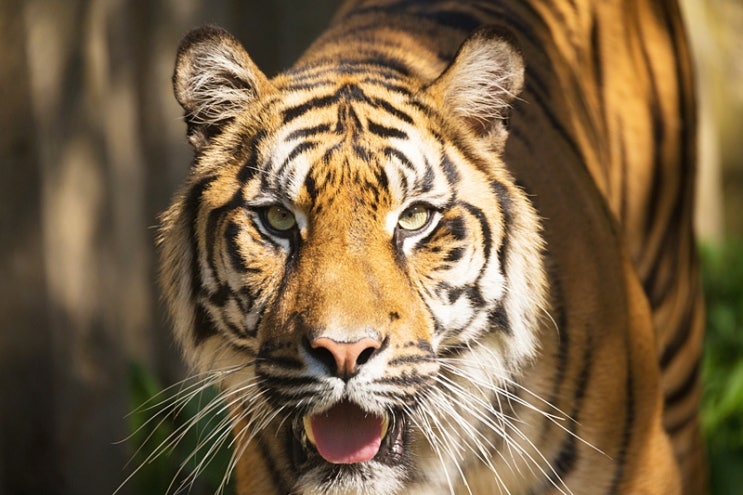  가장 치악력이 센 동물은 누구일까? PSI로 비교한 진짜 순위