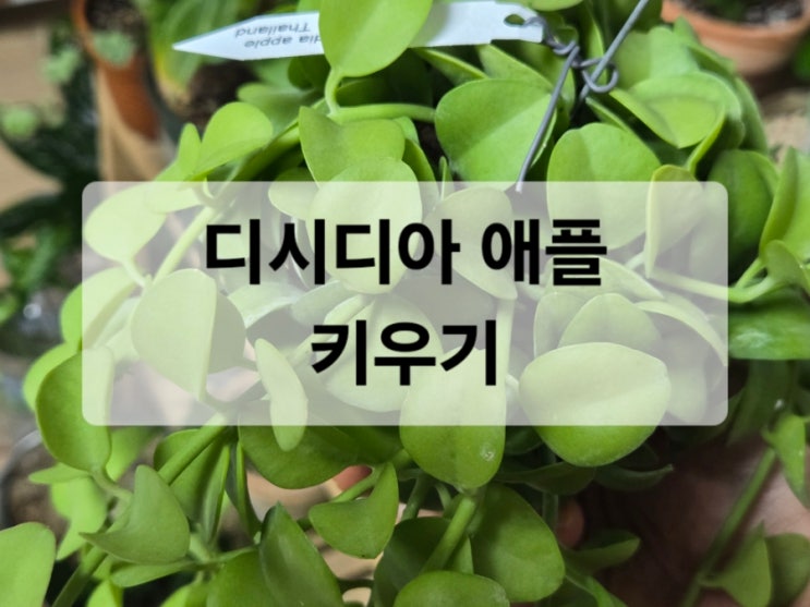  디시디아 애플 키우기/초보식집사에게 추천하는 식물