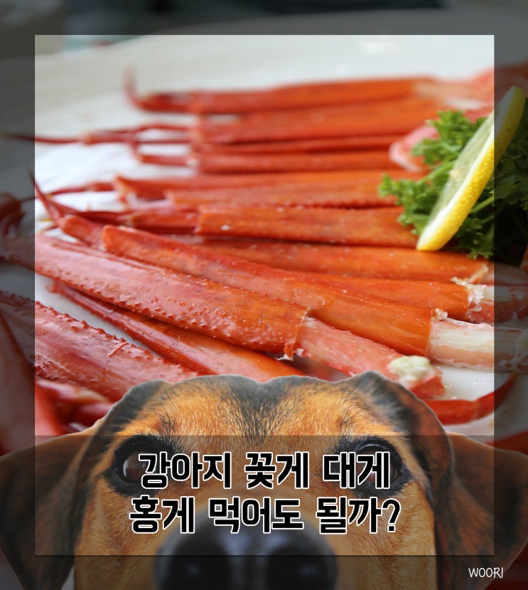  강아지 꽃게 대게 홍게 먹어도 될까?