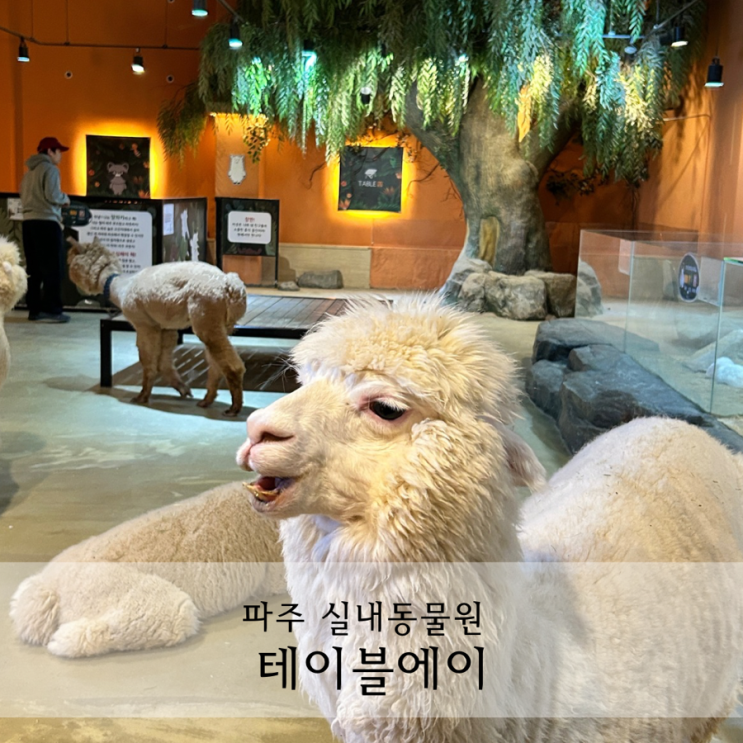  파주 실내동물원 테이블에이 아이와 가기좋은곳 추천