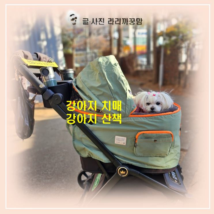  낮엔 꿀잠, 밤엔 배회? 강아지 치매 극복 '낮잠 방어 작전' 강아지 유모차 산책