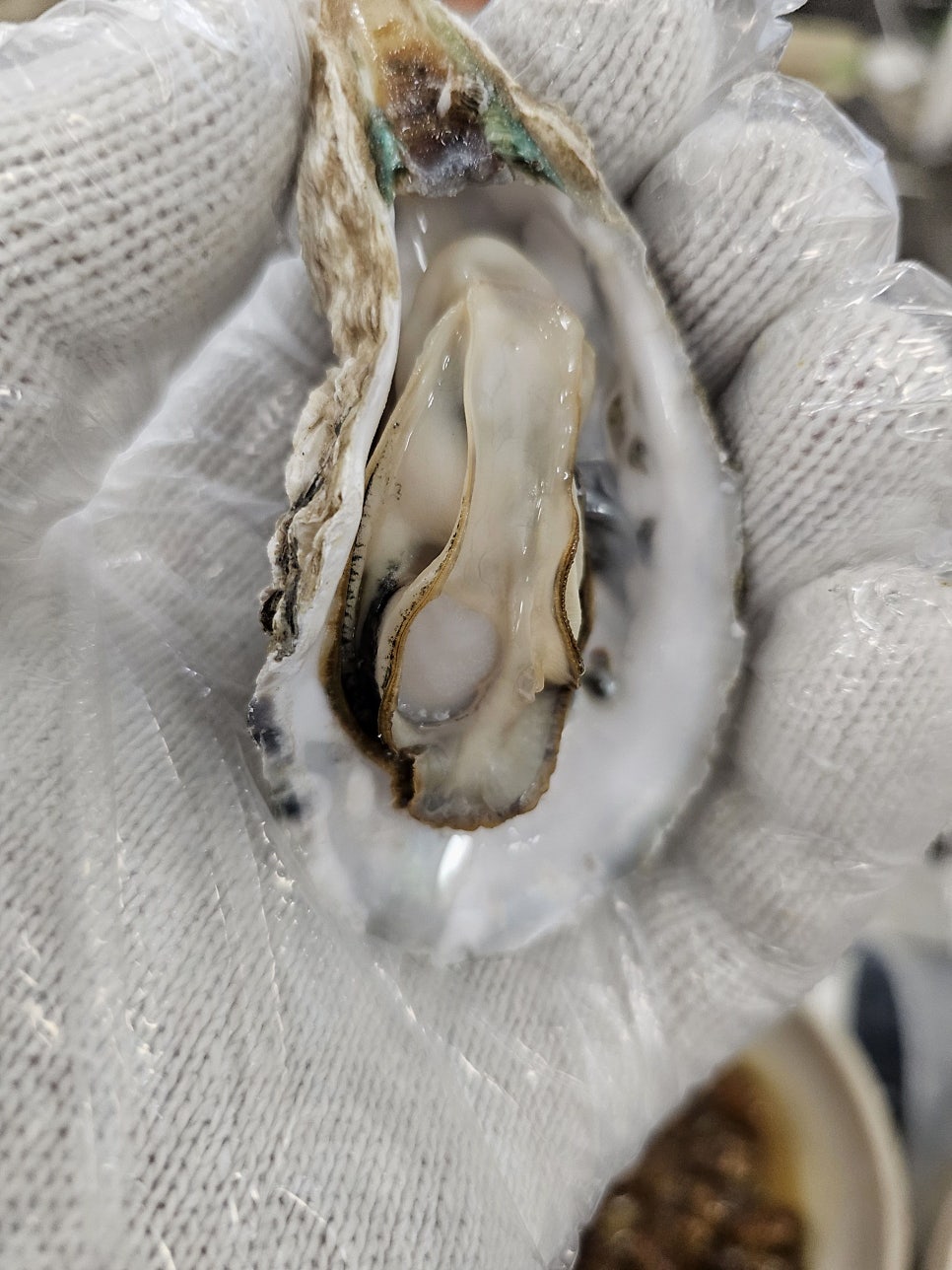 굴한마당 사진 2