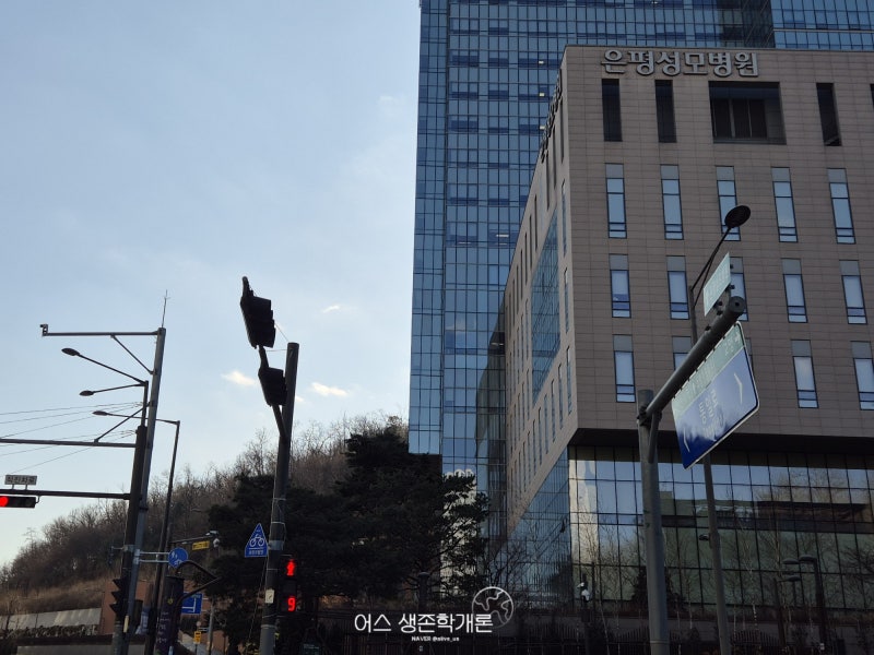20대 중반 난소낭종 4.5cm 기형종 수술 후기 ⑥ | 복강경 3포트 수술 후 출근, 흉터, 방수 드레싱....