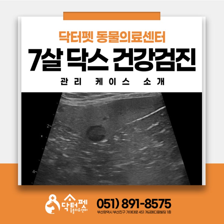  건강했던 7살 닥스훈트 뱃속에서 어떤 일이? 생애전환기에 건강검진이 필요한 이유 조기발견 부산 동물병원