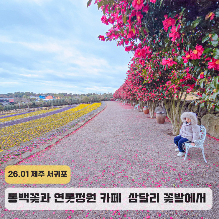  제주 동쪽 동백꽃 명소 서귀포 삼달리꽃밭에서