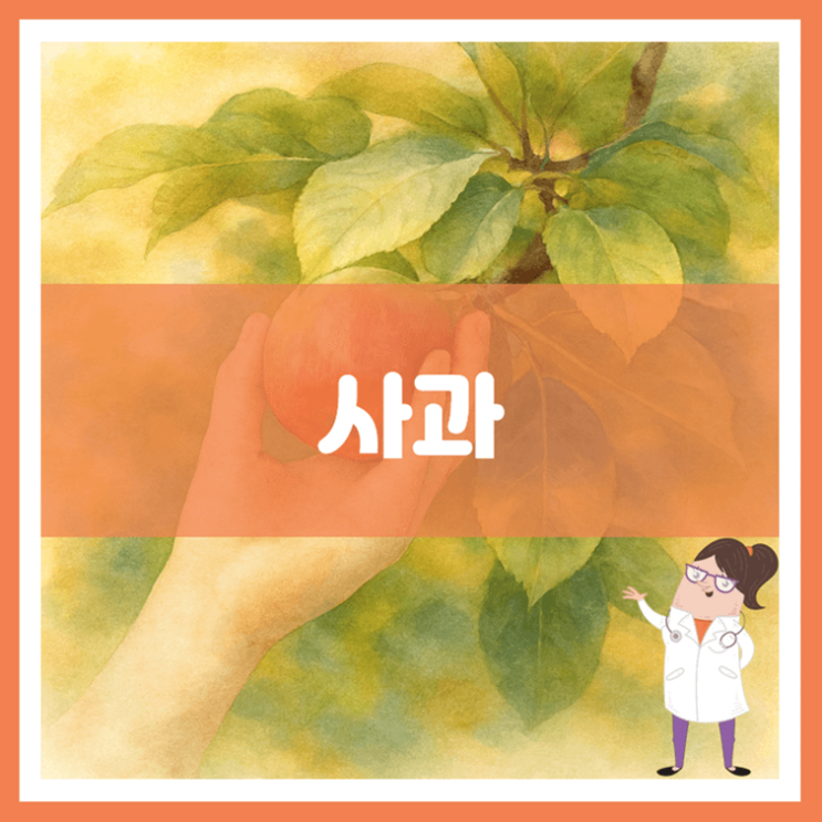  사과 효능 영양성분 부작용