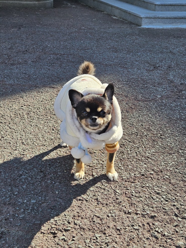  와꾸와 행복한 동행