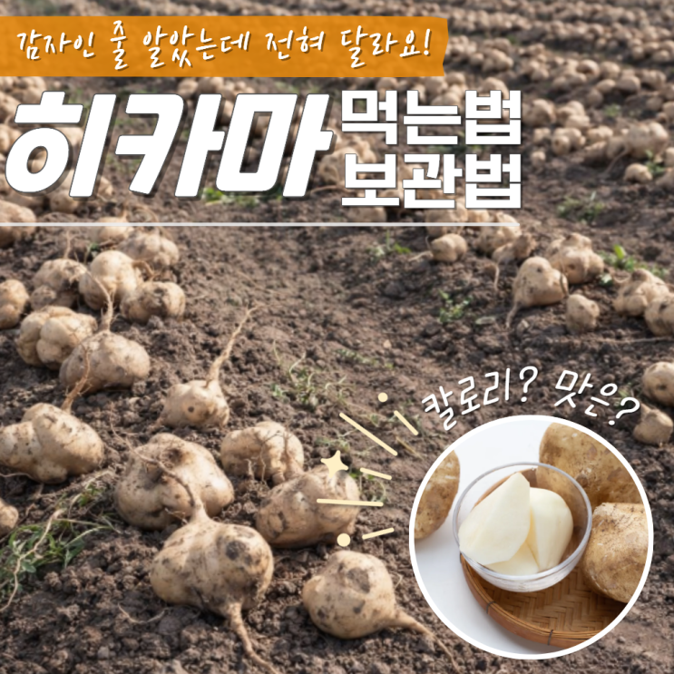  히카마 먹는법 보관법 칼로리 맛 감자