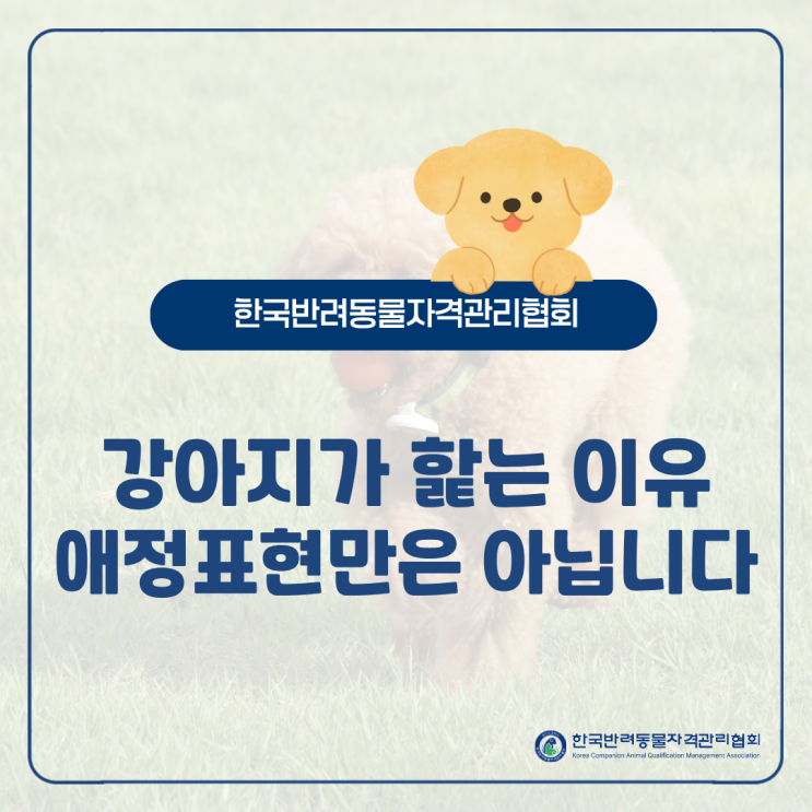  강아지가 계속 핥는 이유, 애정 표현만은 아닙니다