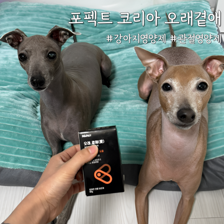  뼈 얇은 이탈리안그레이하운드, 관절 위해 챙긴 강아지 영양제 [포펙트 코리아 관절영양제 오래곁애] 후기