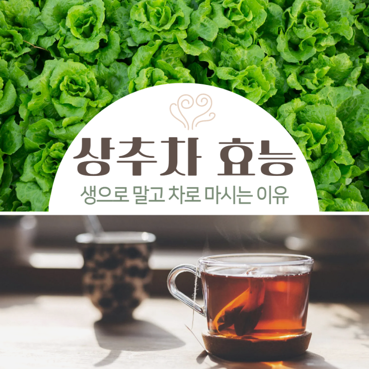  상추차 효능 부작용 수면 언제 마실까?