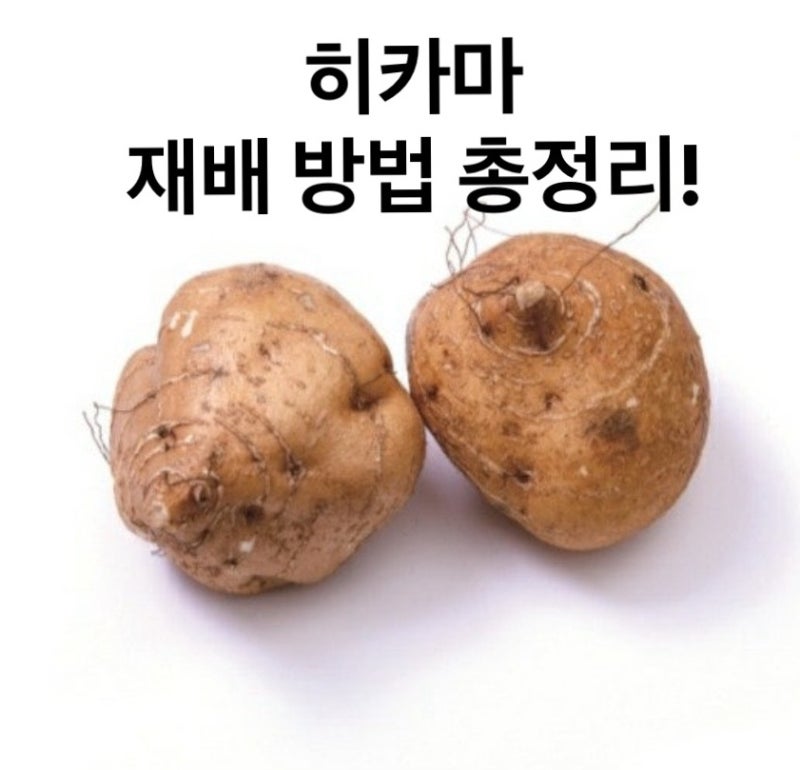 히카마 (멕시코 감자) 재배 방법 총정리!｜심는 시기, 심는 방법, 수확 시기까지