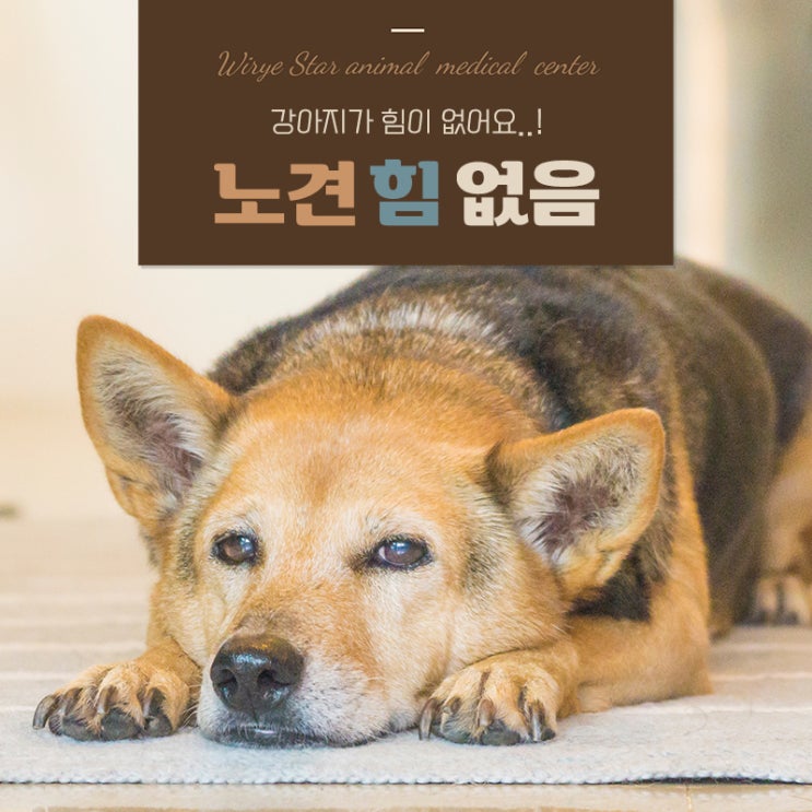  노견 힘없음 단순 노화일까? 위험 신호와 관리방법 알아보기