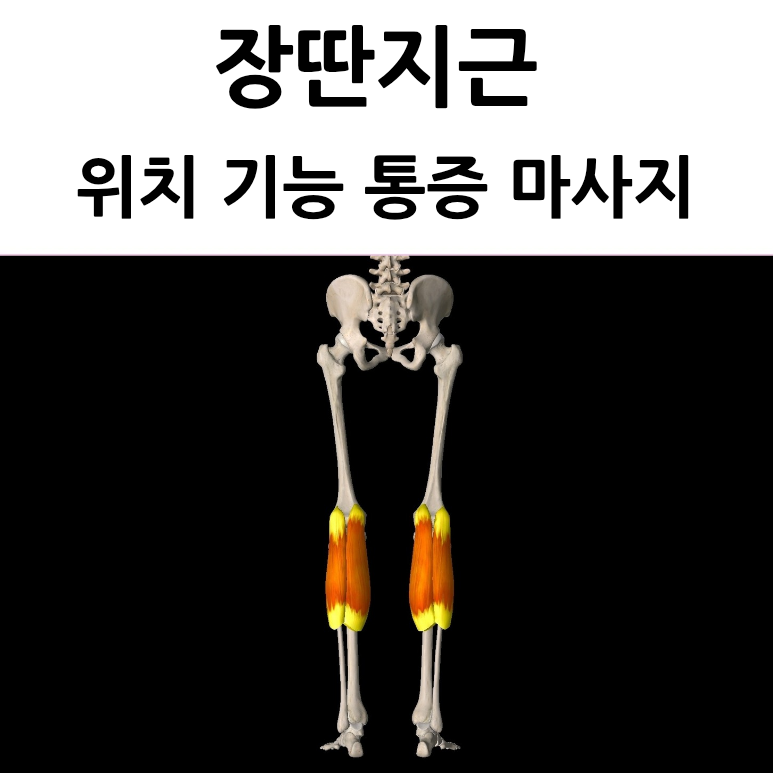 장딴지근 비복근 gastrocnemius 위치 기능 통증 마사지 방법