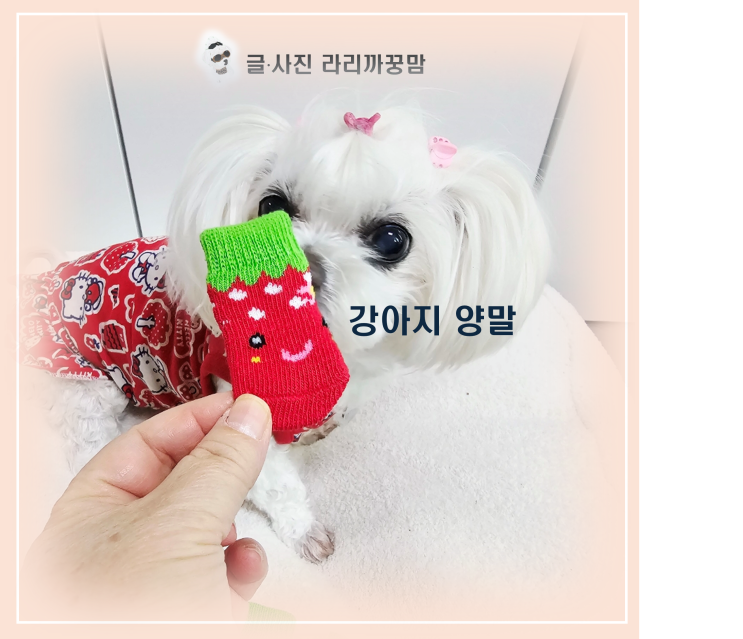  노령견 꿍이의 겨울용 강아지 양말 후기