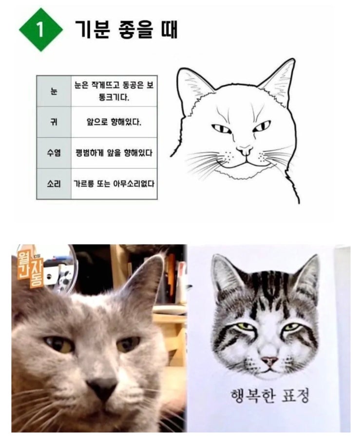  고양이가 기분 좋을 때 표정.jpg