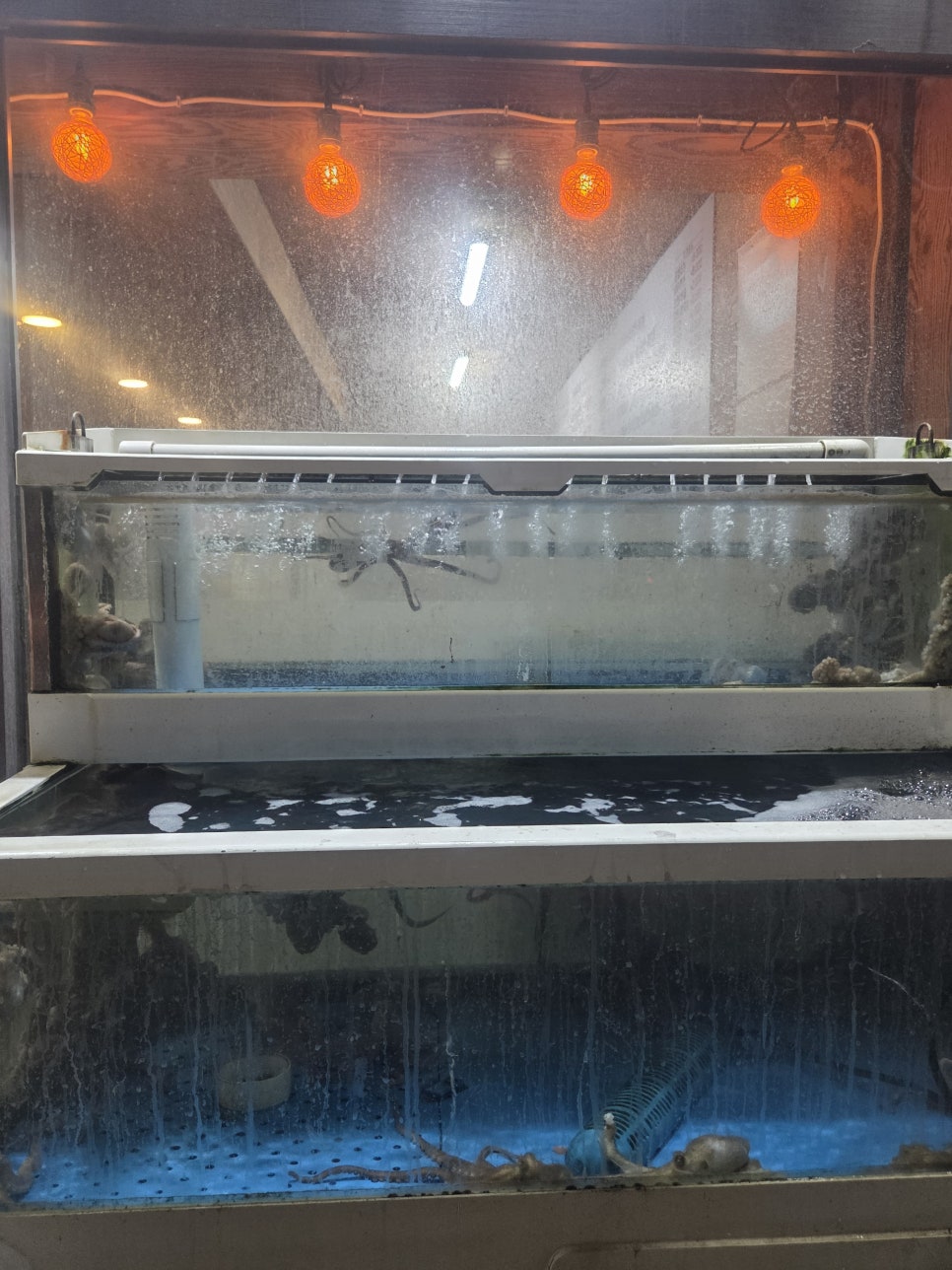 민낙지 성포점 사진 2