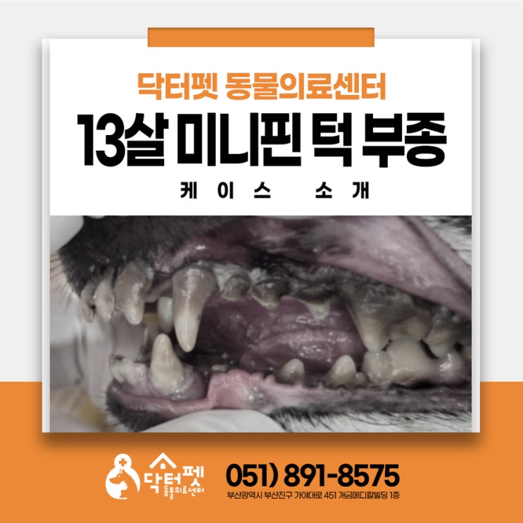  강아지 턱이 부었어요 13살 미니어처핀셔 턱부종 발열 부산 사상 주례 강아지 동물병원