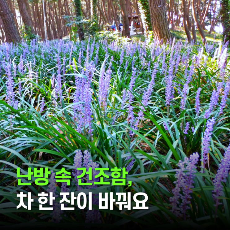  맥문동효능, 목이 바싹할 때 떠오른 차