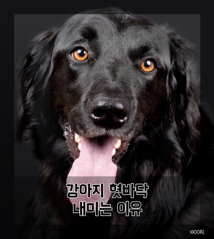  강아지 혀낼름 혓바닥 내미는 이유