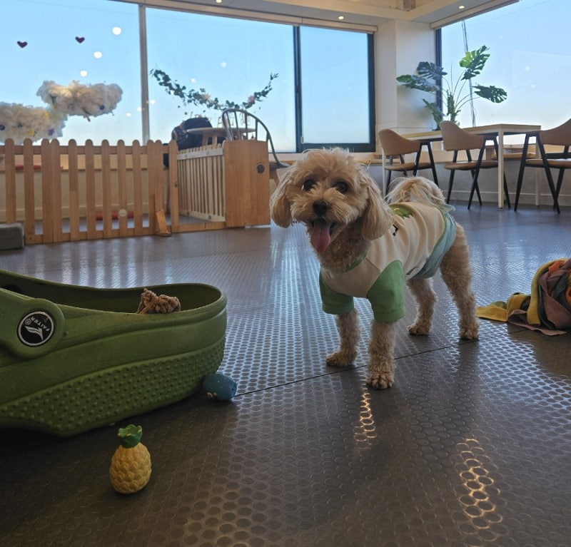 똥강아지카페