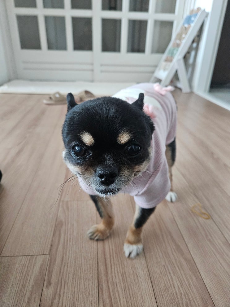  와꾸와 행복한 동행