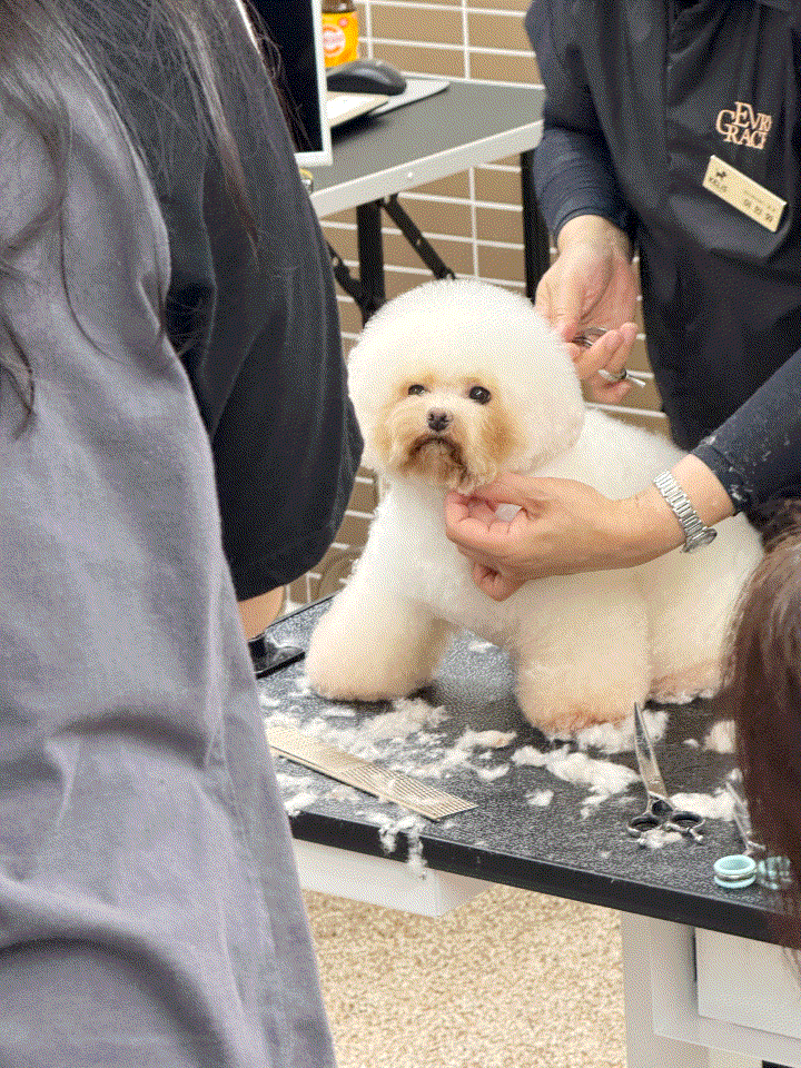  애견미용사 애견미용자격증 난이도 및 준비 후기