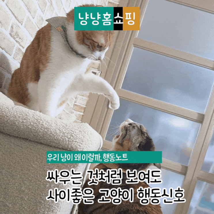  싸우는 것처럼 보여도 사이 좋은 고양이 행동 신호 5가지 행동분석